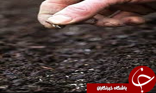 بذر مرغوب در ارتقای عملکرد محصولات کشاورزی موثر است