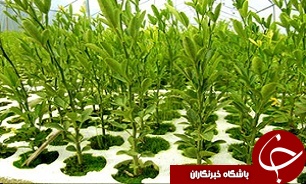 توليد 400 هزار و 300 اصله نهال امسال در اصفهان