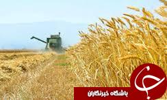 تحویل بیش از 60هزار تن گندم به مراکز خرید تضمینی گندم در استان گلستان