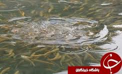 توزیع 3 هزار و 500 قطعه بچه ماهی کپور در رزن