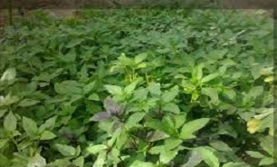 کشت سبزی ارگانیک برای اولین باردر سنندج