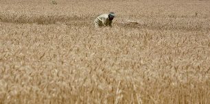 کشاورز ایذه ای رکوردار در کشاورزی