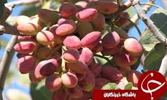 افغانستان ، مقصد صادراتی محصول فرآوری شده پسته خراسان جنوبی