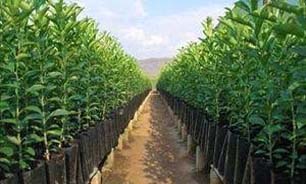 توزیع صد هزار اصله نهال مرکبات بین کشاورزان هرمزگانی