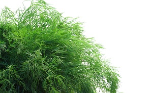 خواص معجزه&zwnj;آسای شوید در طب سنتی
