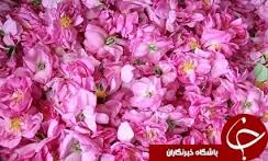 برداشت 50 تن گل محمدی از گلستان های خراسان شمالی