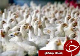 مرغدار متخلف به مراجع قضایی تحویل داده شد