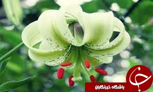 رویت سوسن چلچراغ در رودسر