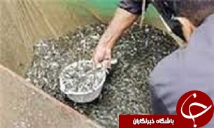 رهاسازی بیش از 24 هزار قطعه انواع بچه ماهی در استخرهای آبیک