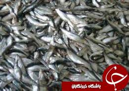 افزایش صید کیلکا درگیلان