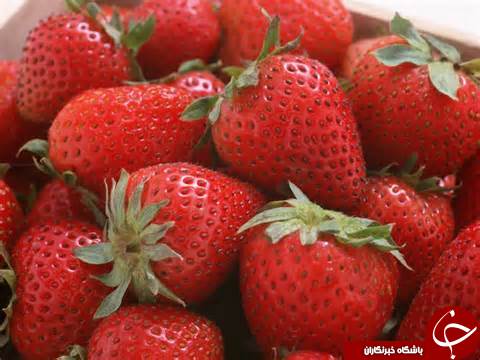 پایان برداشت توت فرنگی در گیلان