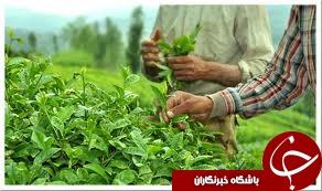 برداشت برگ سبزچای ازباغ های چای شمال کشور به بیش از 50هزارتن رسید