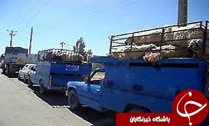 کشف 290 رأس دام قاچاق در تاکستان
