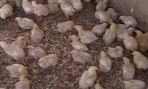 تولید گوشت مرغ در روستای مرزی کرند + فیلم