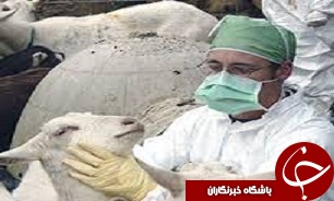 بیماری تب مالت در استان قزوین رو به افزایش