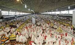 700 مرغداری در خراسان جنوبی وجود دارد