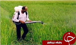 سمپاشی بیش از ۷۳۰۰ هکتار از اراضی البرز ضد آفت کشاورزی