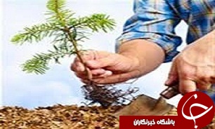 گونه‌های مقاوم به خشکی در بوئین زهرا کشت می‌شود