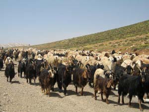 اجرای ۱۵۶ طرح اشتغالزایی در بشاگرد تا پایان سال