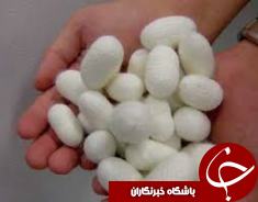 خریداری 800 تن پیله تر ابریشم از نوغانداران