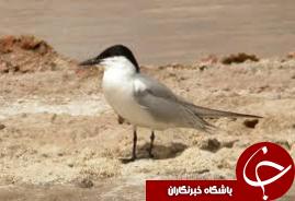 تخم گذاری پرستوهای دریایی درگیلان