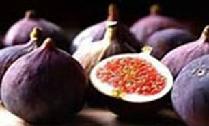 دوره آموزشی کاشت، داشت و برداشت انجیر در شهرستان سیرجان