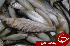سرانجام صیادان غیرمجاز ماهی