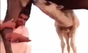 فرجام عکس یادگاری با شتر + فیلم