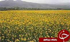 کشت کلزا پاسخی به کم آبی استان /برداشت 3 هزار تن کلزا در همدان