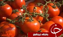 آغاز برداشت گوجه از اراضی کشاورزی گلستان