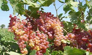 وجود 10 هزار هکتار باغ انگور در استان