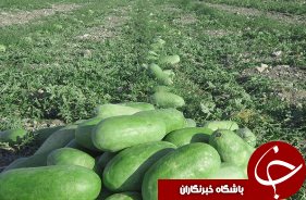 ورود هندوانه چاف به بازار