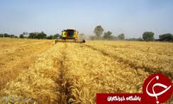 برداشت گندم از 278هزارو811 هکتار زمین زراعی در استان همدان