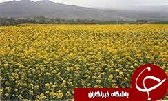 تهیه بیش از 50 تن بذر کلزا خارجی برای کشاورزان گلستانی