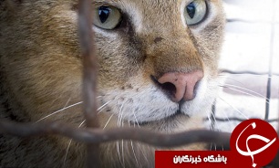 کشف یک قلاده گربه جنگلی تاکسیدرمی شده در گلستان