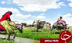 تولید هزار و 281 تن گوشت توسط عشایر خراسان شمالی