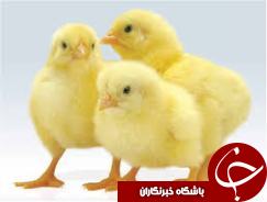 مرغ های اهوازی باز هم جوجه ریزی کردند