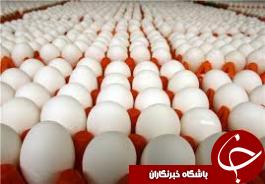 تخم مرغ های خوراکی زیر ذره بین اداره دامپزشکی رامهرمز