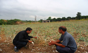 نخستین برداشت پیاز سفید در روستای دارابکلای