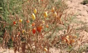محصولاتی که آب را نابود می کند + فیلم