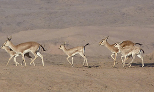 نسل آخرین بازماندگان آهوان خوزستان در گرو یک کانال غیر مجاز