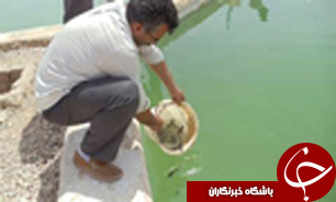 کسب درآمد ۱۰ میلیارد ریالی گلستان از تولید بچه ماهیان گرمابی