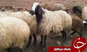 45 درصد گوسفندان قزوین را نژاد شال تشکیل می‌دهد