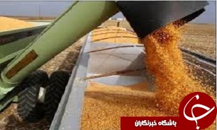 بیش از ۲۰ مرکز خرید تضمینی محصول گندم کشاورزان قزوینی را خریداری می‌کند
