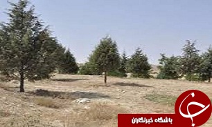 یک هزار هکتار از اراضی قزوین به جنگل‌های دست‌کاشت تبدیل می‌شود