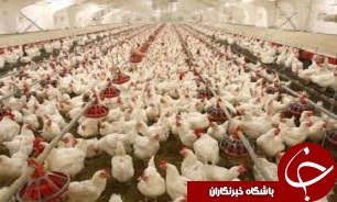 هیچ مورد مشکوک به آنفلوانزای فوق حاد پرندگان در آبیک مشاهده نشده است