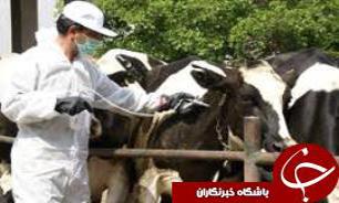 پایان طرح واکسینه دام در برابر لمپی اسکین