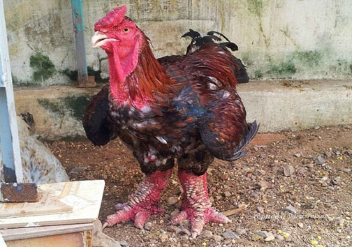 نژادی عجیب از مرغ و خروس های پاگنده!
