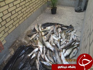 صیادان غیر مجاز صید شدند