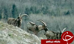 36 راس بز کوهی، قربانی طمع شکارچی
